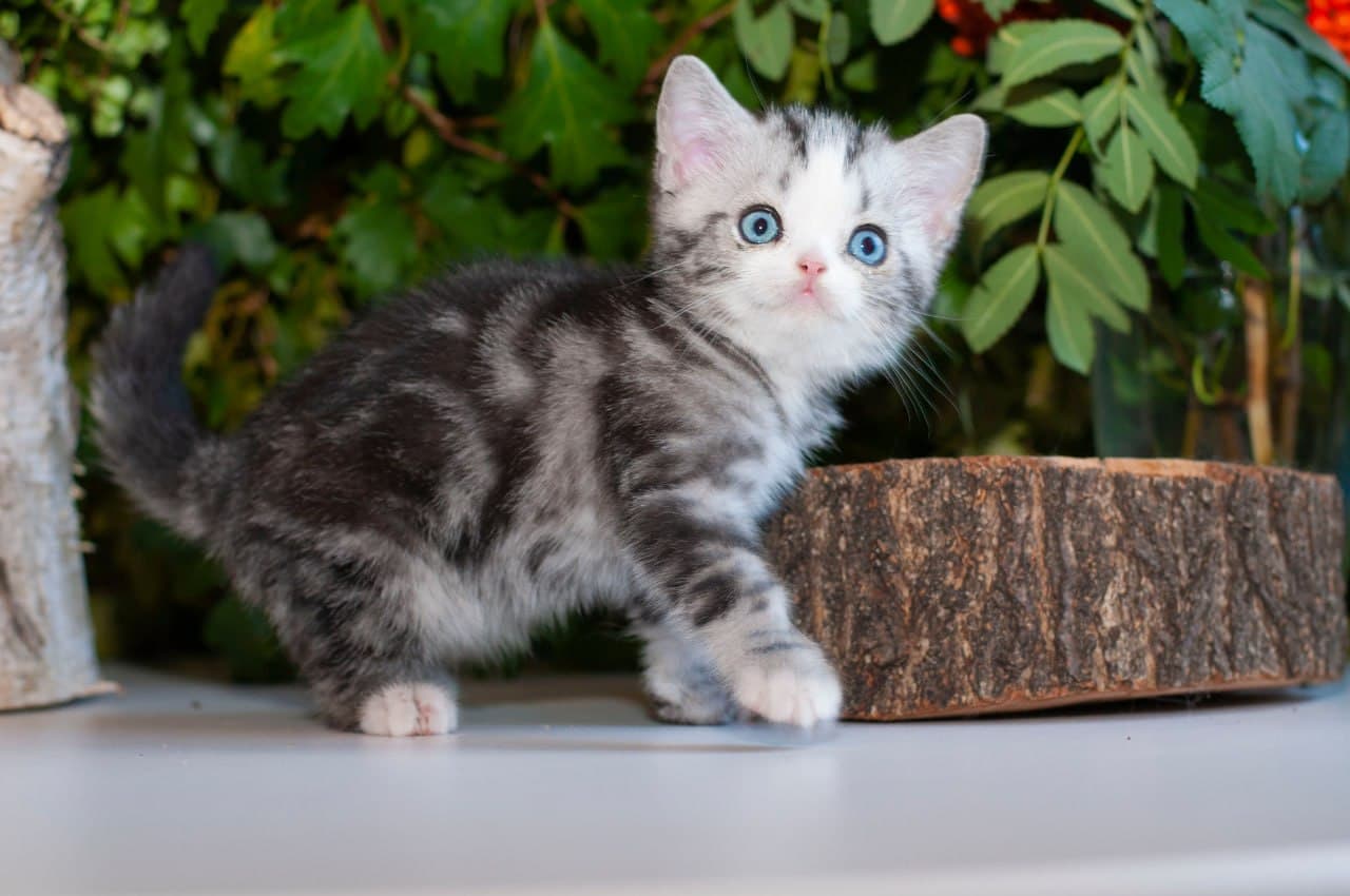 Kitten Ярило, ns 22 61 — black silver tabby, blue eyes, photo 1